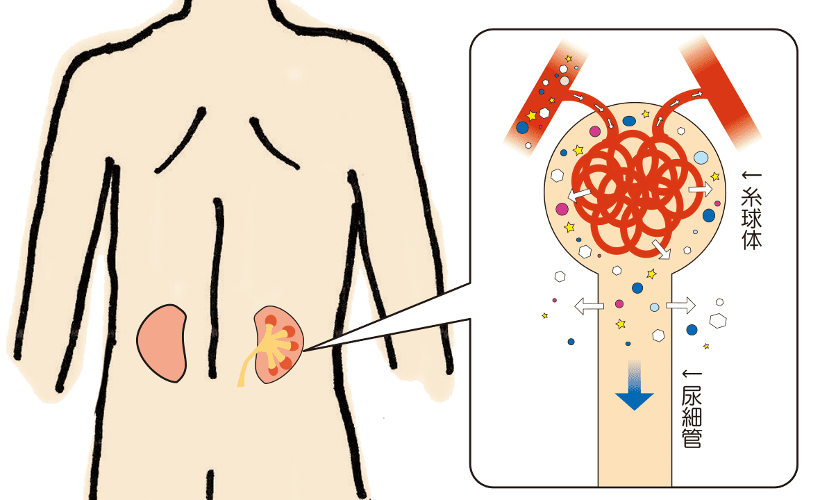 腎臓と糸球体