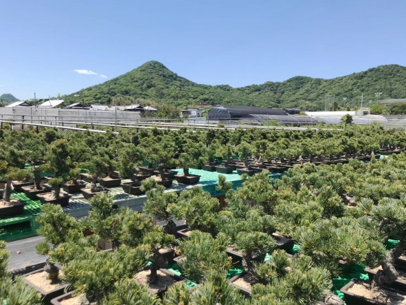 盆栽写真