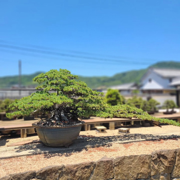 盆栽写真