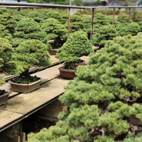 盆栽写真